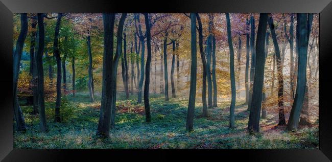 Forest Dawn Framed Print by Ceri Jones