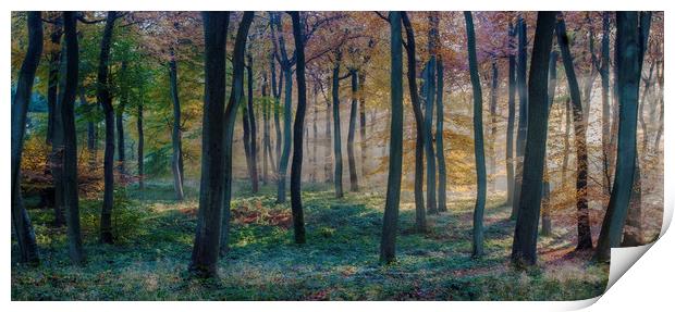 Forest Dawn Print by Ceri Jones