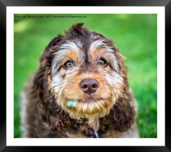 Cockapoo Smile Framed Mounted Print by Sue Knight