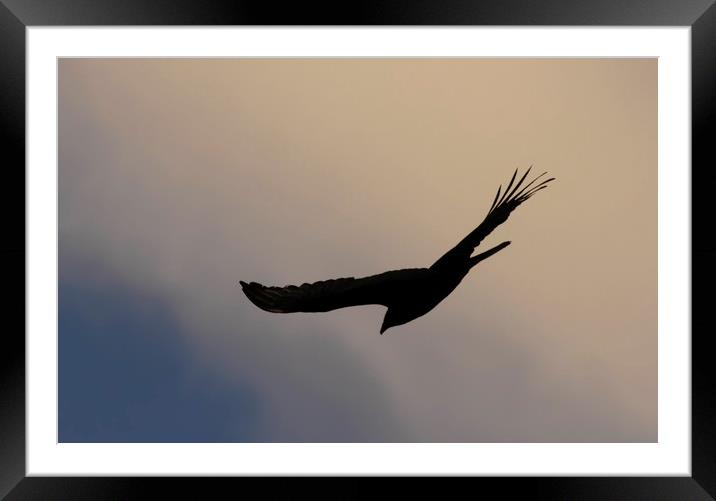 Turkey Vulture Silhouette Framed Mounted Print by Luc Novovitch