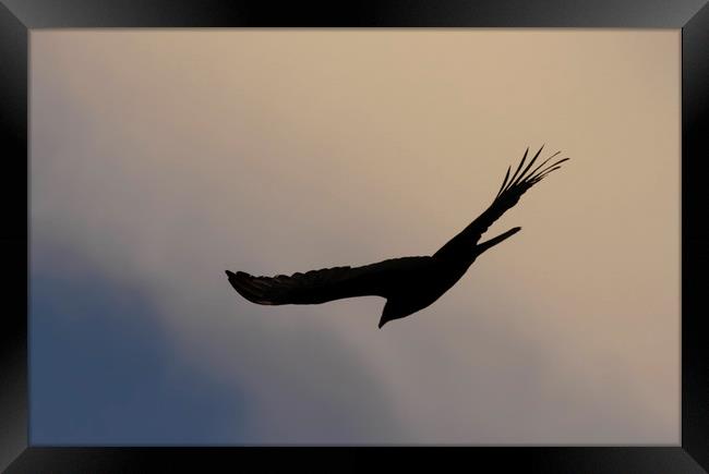 Turkey Vulture Silhouette Framed Print by Luc Novovitch