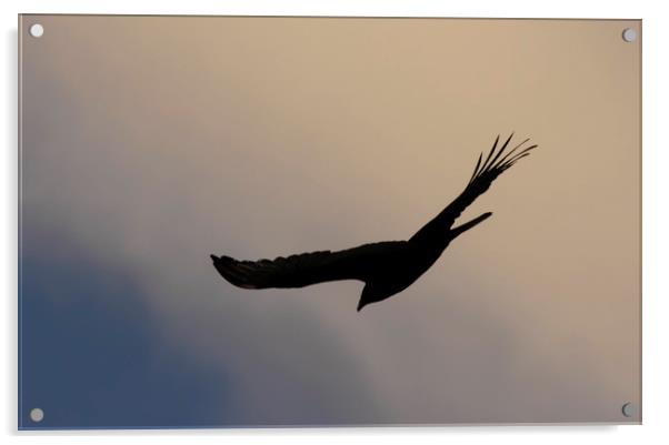 Turkey Vulture Silhouette Acrylic by Luc Novovitch