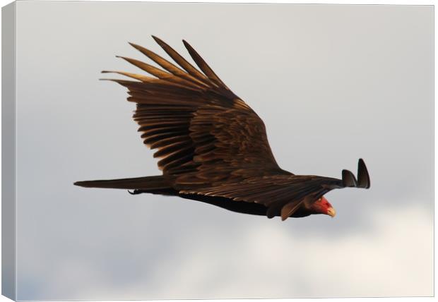 Gliding Vulture Canvas Print by Luc Novovitch
