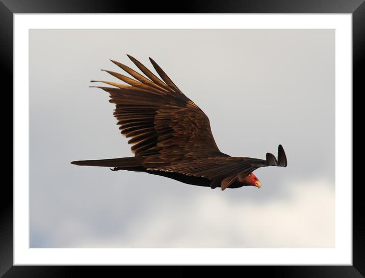 Gliding Vulture Framed Mounted Print by Luc Novovitch
