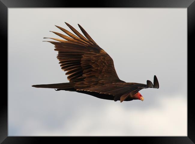 Gliding Vulture Framed Print by Luc Novovitch