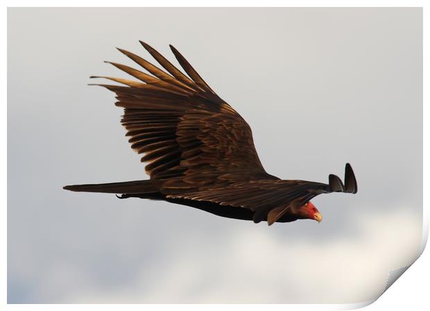 Gliding Vulture Print by Luc Novovitch
