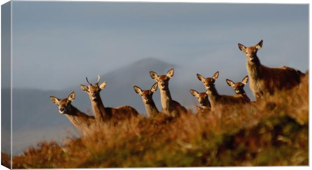 Red Deer in the Highlands Canvas Print by Macrae Images