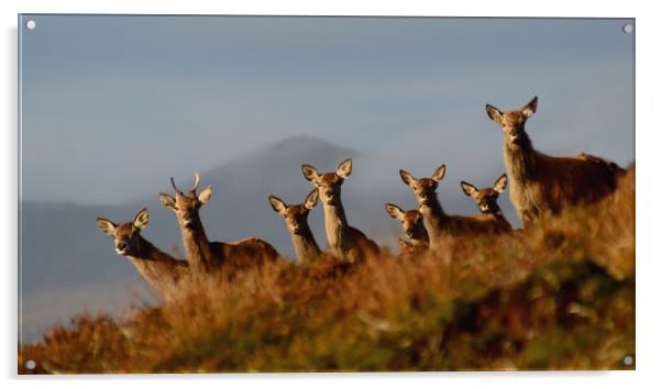 Red Deer in the Highlands Acrylic by Macrae Images