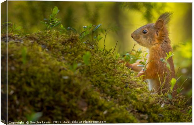 Red Squirrel in the Forest light Canvas Print by Sorcha Lewis