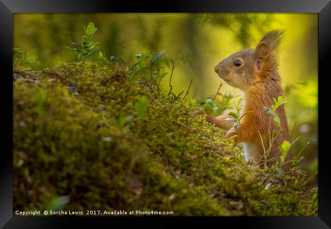 Red Squirrel in the Forest light Framed Print by Sorcha Lewis