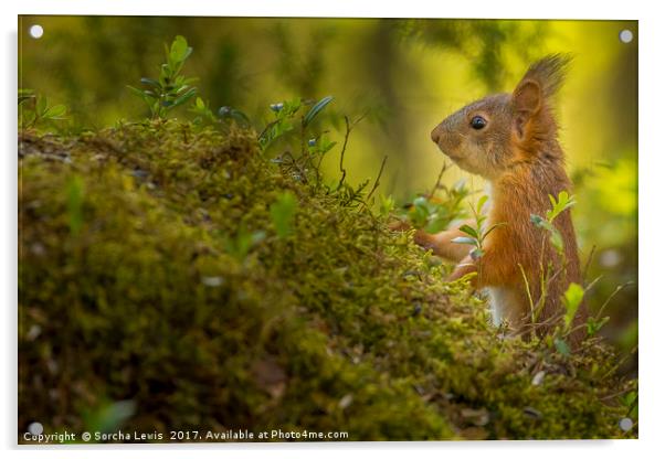 Red Squirrel in the Forest light Acrylic by Sorcha Lewis