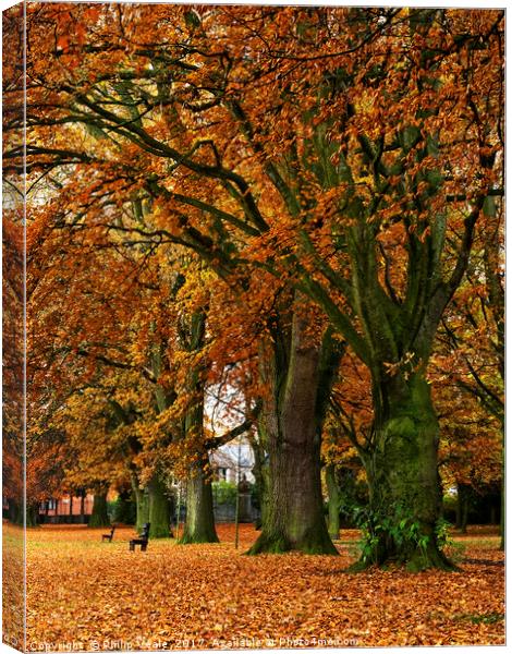 Bailey Park under Autumn's Golden Cloak. Canvas Print by Philip Veale
