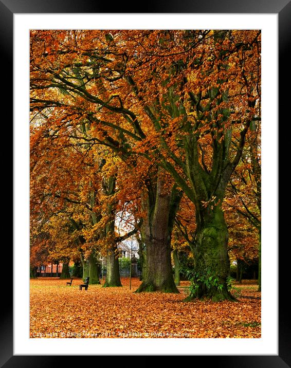 Bailey Park under Autumn's Golden Cloak. Framed Mounted Print by Philip Veale