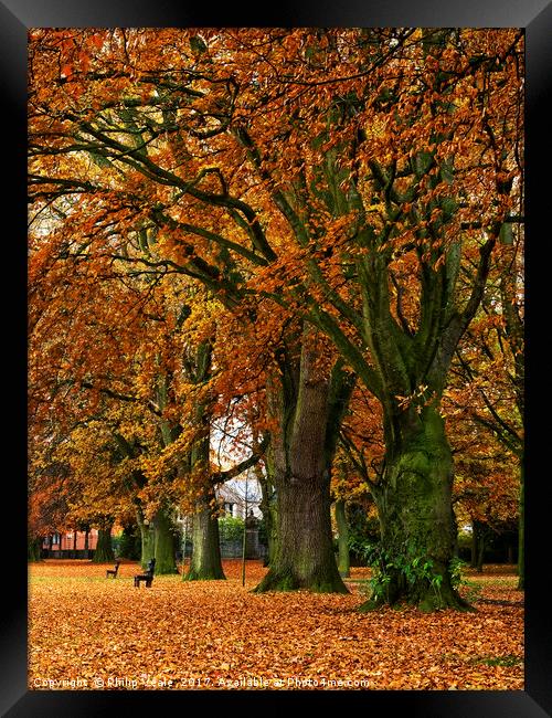 Bailey Park under Autumn's Golden Cloak. Framed Print by Philip Veale