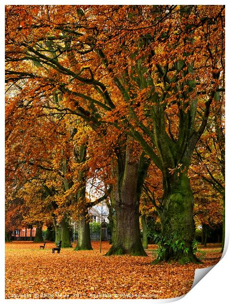 Bailey Park under Autumn's Golden Cloak. Print by Philip Veale