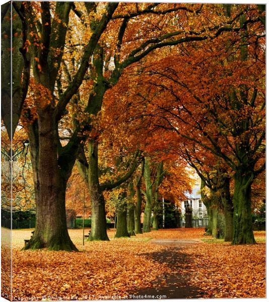 Bailey Park Tree Lined Autumn Avenue. Canvas Print by Philip Veale