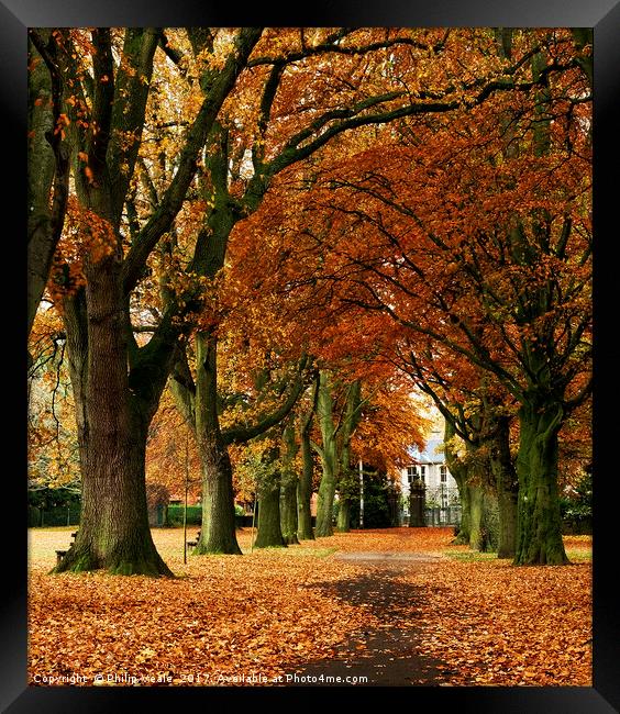 Bailey Park Tree Lined Autumn Avenue. Framed Print by Philip Veale