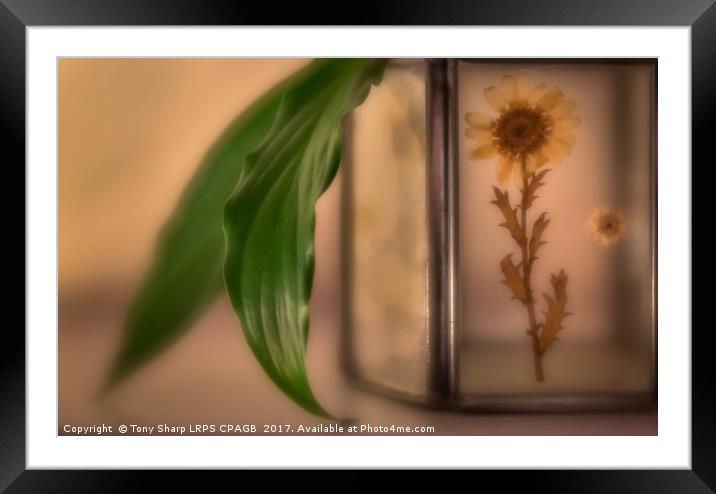 FLORAL GLOW Framed Mounted Print by Tony Sharp LRPS CPAGB