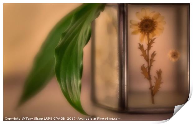 FLORAL GLOW Print by Tony Sharp LRPS CPAGB