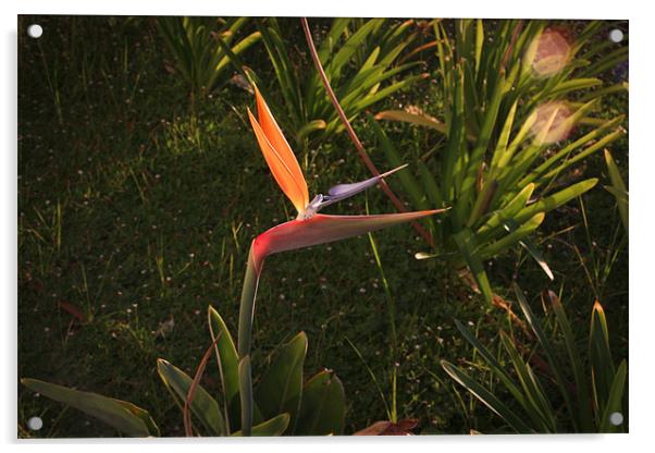 Crane Flower Acrylic by Elan Tanzer