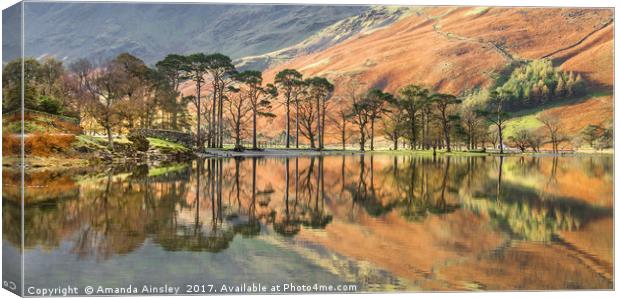 Buttermere Pines Canvas Print by AMANDA AINSLEY
