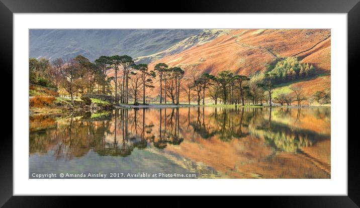 Buttermere Pines Framed Mounted Print by AMANDA AINSLEY