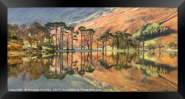 Buttermere Pines Framed Print by AMANDA AINSLEY