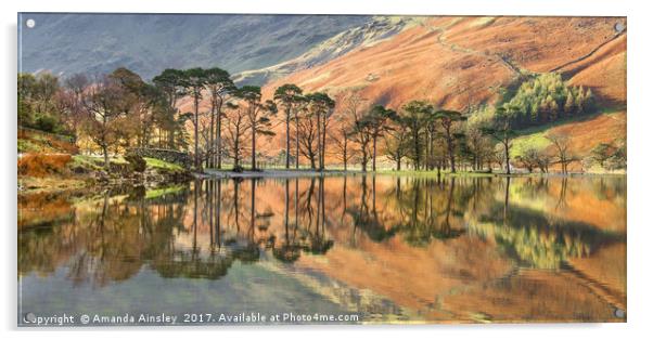 Buttermere Pines Acrylic by AMANDA AINSLEY