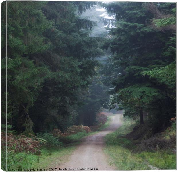 Path between the Spruce Canvas Print by David Tinsley