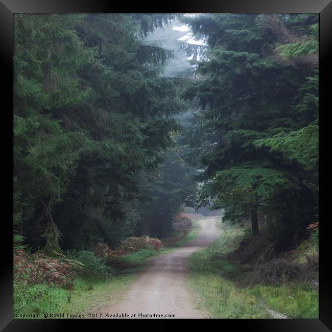 Path between the Spruce Framed Print by David Tinsley