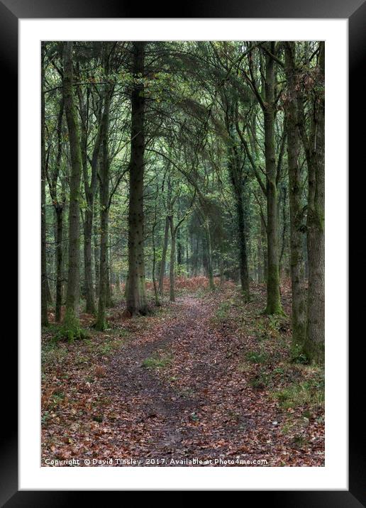 Footpath through the Oaks Framed Mounted Print by David Tinsley