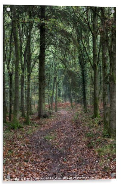 Footpath through the Oaks Acrylic by David Tinsley