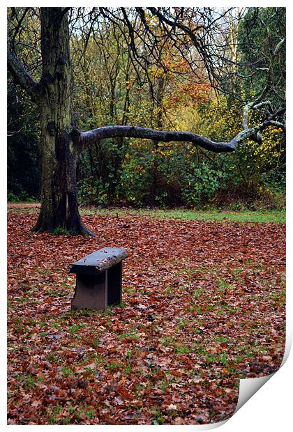 Autumn Seat Print by Donna Collett