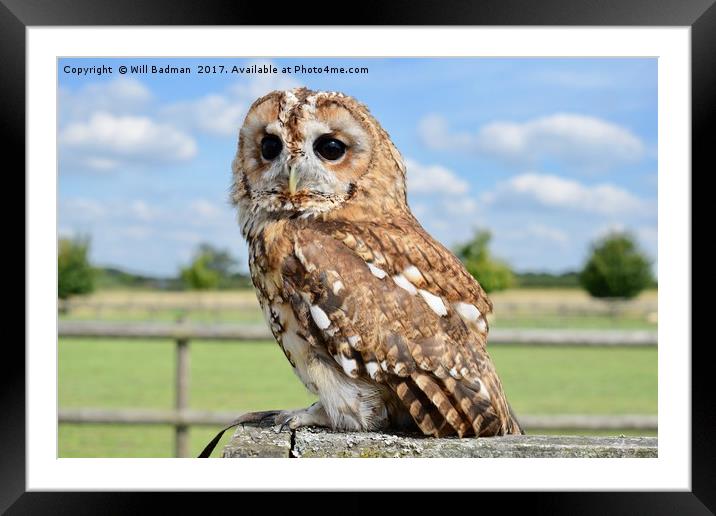 Tawny owl happily sitting on a fence Framed Mounted Print by Will Badman