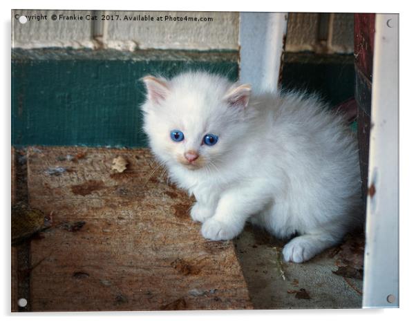 White Kitten Acrylic by Frankie Cat
