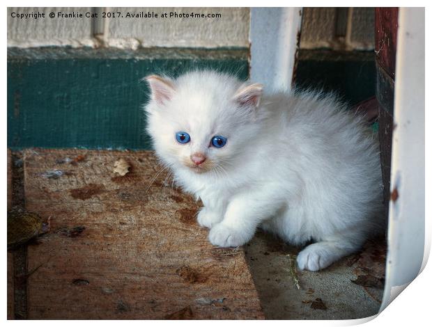 White Kitten Print by Frankie Cat