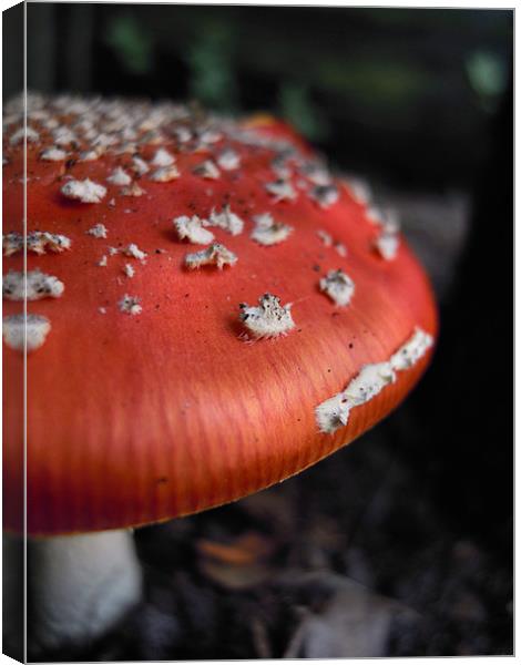 little toadstool Canvas Print by Heather Newton