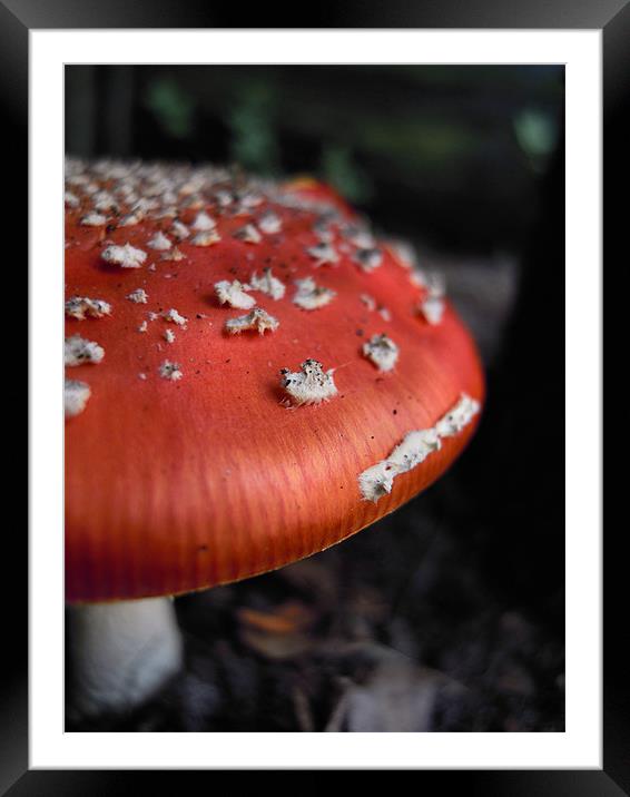 little toadstool Framed Mounted Print by Heather Newton