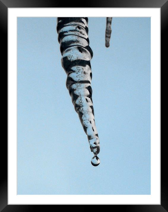icicle Framed Mounted Print by Heather Newton