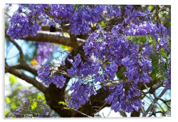 Jacaranda in full bloom  Acrylic by Margaret Stanton