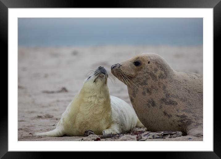 Seals on Helgoland Framed Mounted Print by Thomas Schaeffer