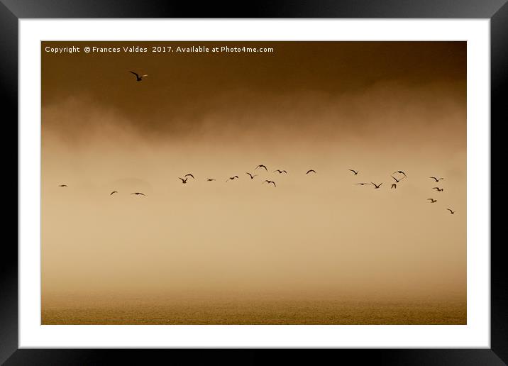 Flock of birds flying in fog at sunset  Framed Mounted Print by Frances Valdes