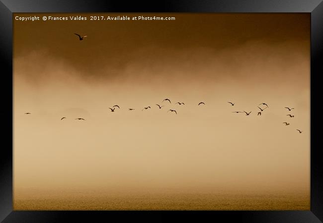 Flock of birds flying in fog at sunset  Framed Print by Frances Valdes