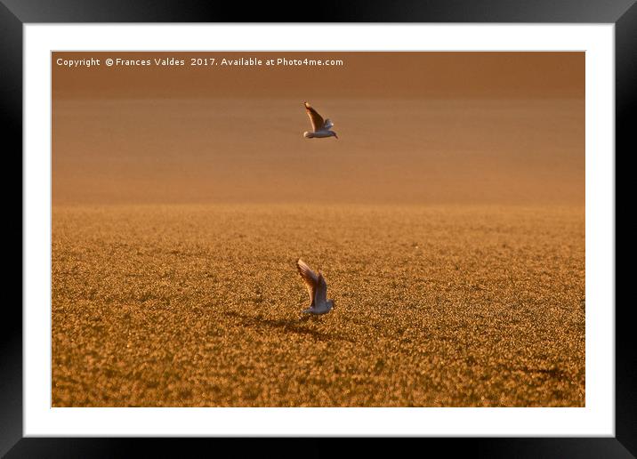 Birds hovering over field at sunset Framed Mounted Print by Frances Valdes