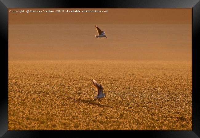 Birds hovering over field at sunset Framed Print by Frances Valdes