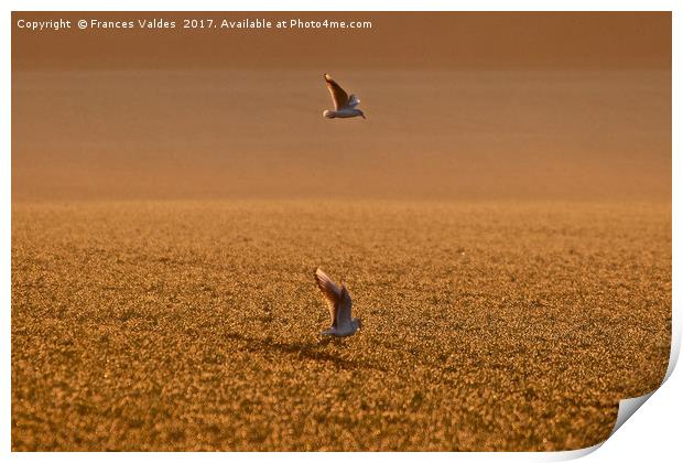 Birds hovering over field at sunset Print by Frances Valdes