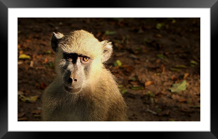 Baboon Framed Mounted Print by Louise Lord