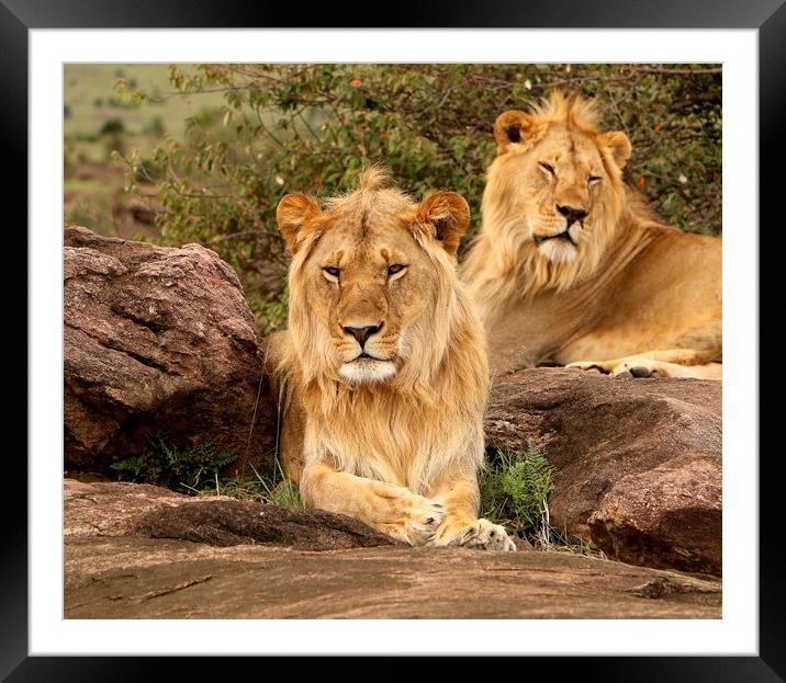 Lions of the Masai Mara Framed Mounted Print by Louise Lord