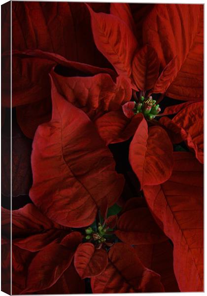 Red Poinsettias Canvas Print by Ann Garrett