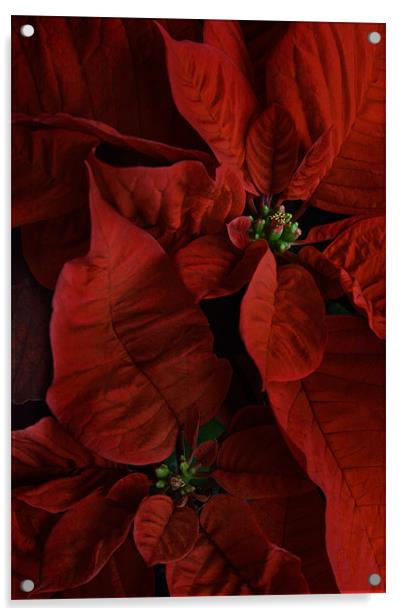 Red Poinsettias Acrylic by Ann Garrett